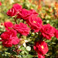 articul-A81498